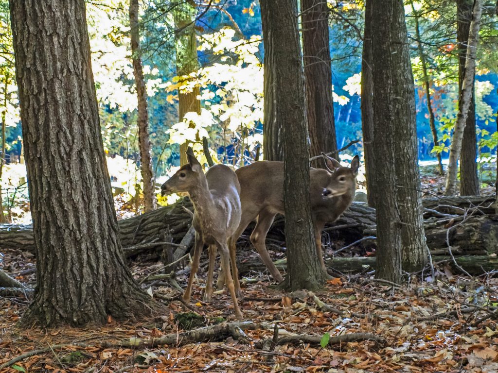 deer amongst oaks