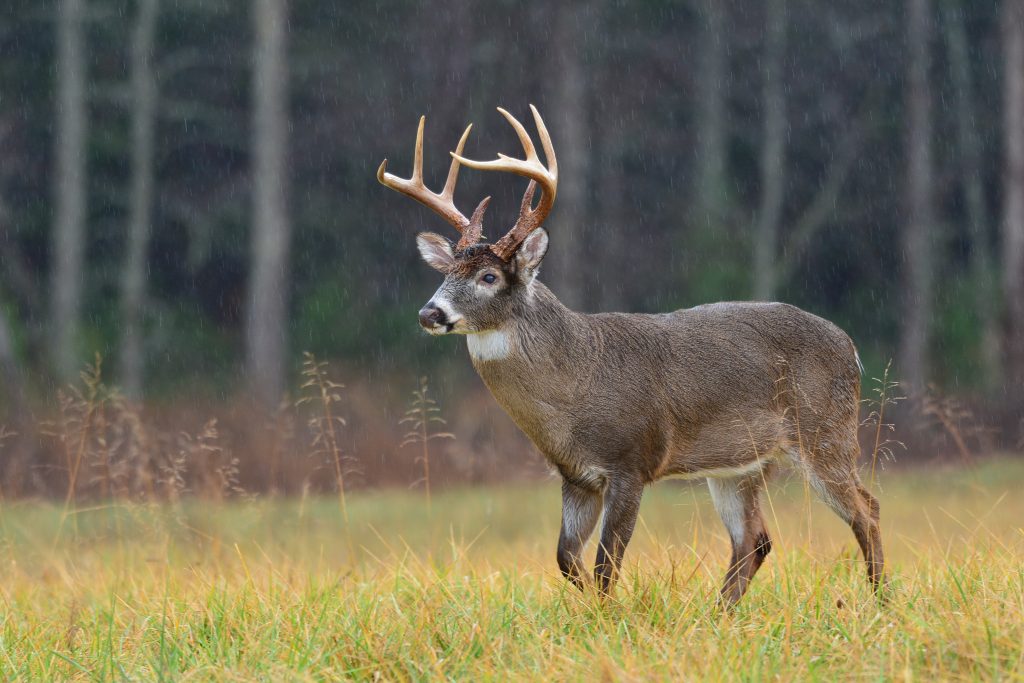 Financing Hunting Land deer in the rain