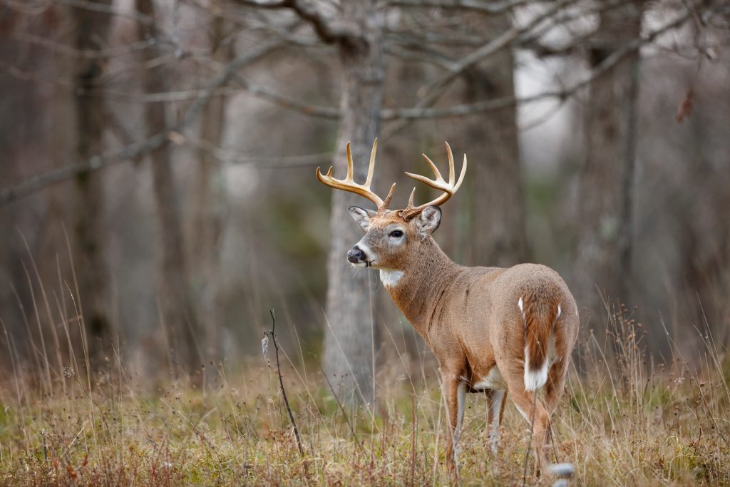 whitetail buck