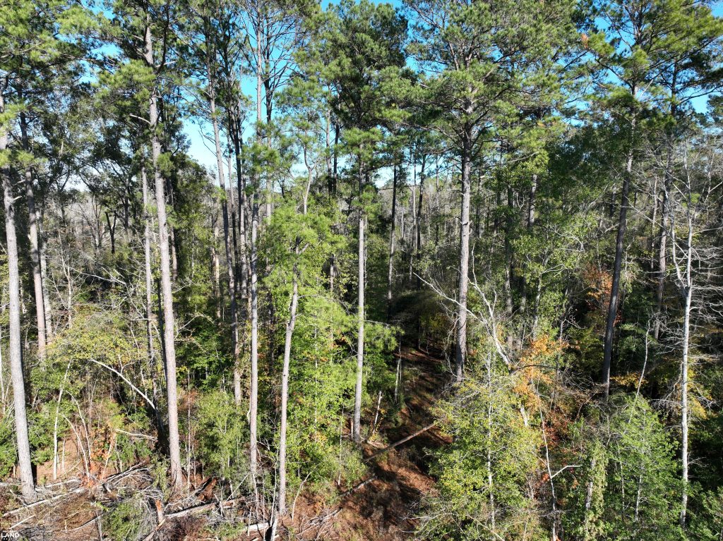 timber land