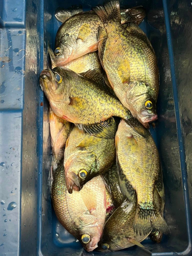 ice chest full of crappie