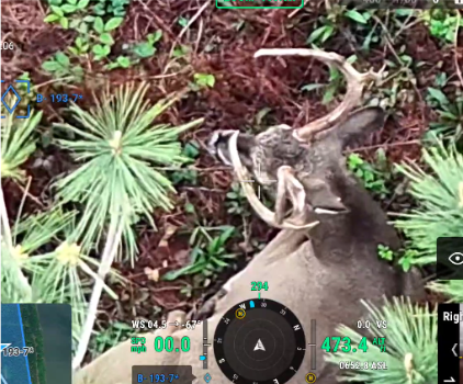 drone deer sighting