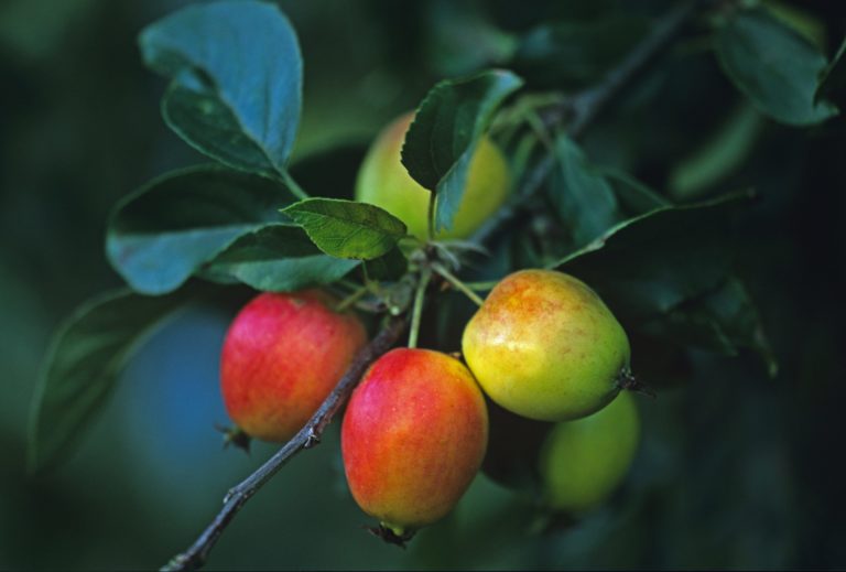 crabapple Trees for wildlife