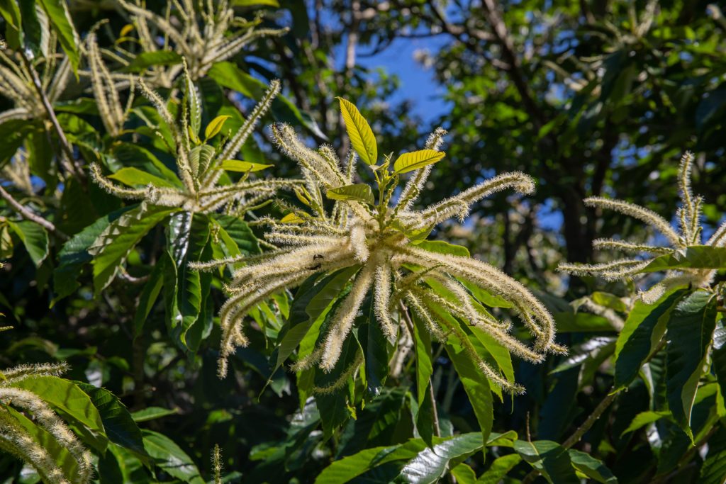 chestnut Trees for wildlife