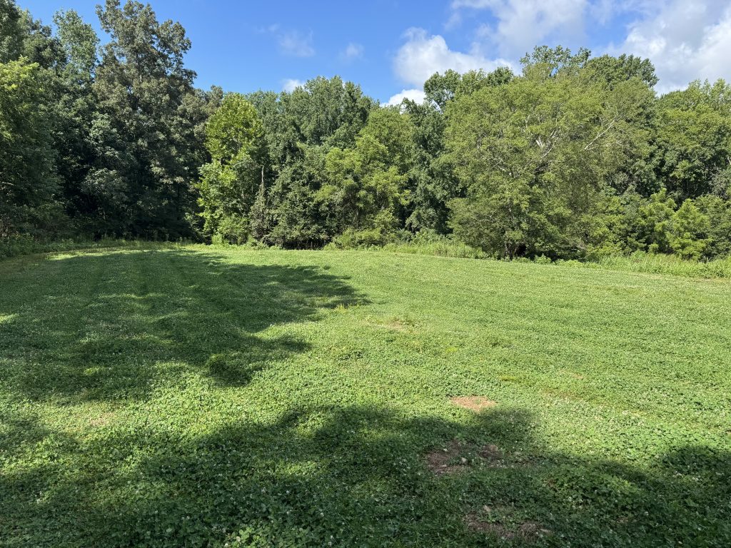 clover food plot