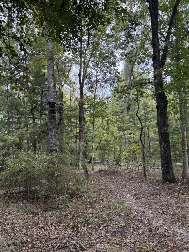 woods setting
