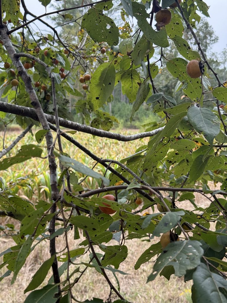 persimmons